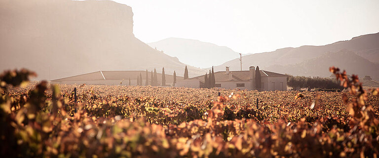 Toward a Climate-Friendly Winery: Responsible Viticulture for Great Spanish Wines with a Small Carbon Footprint