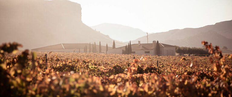On the path to becoming a climate-friendly winery: Responsible viticulture for famous Spanish wines with a small carbon footprint
